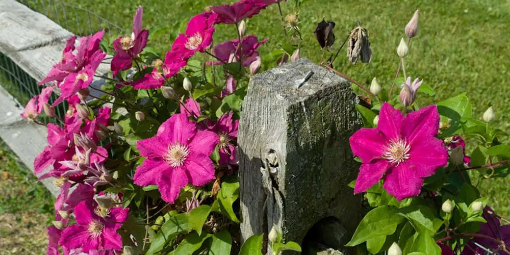 Clematis - End of Season Care Tips: How to Prepare for Winter  Spring Hill  Nurseries