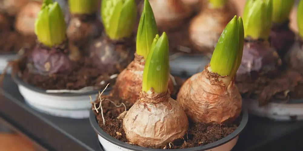 How To Care For Amaryllis  Spring Hill Nurseries