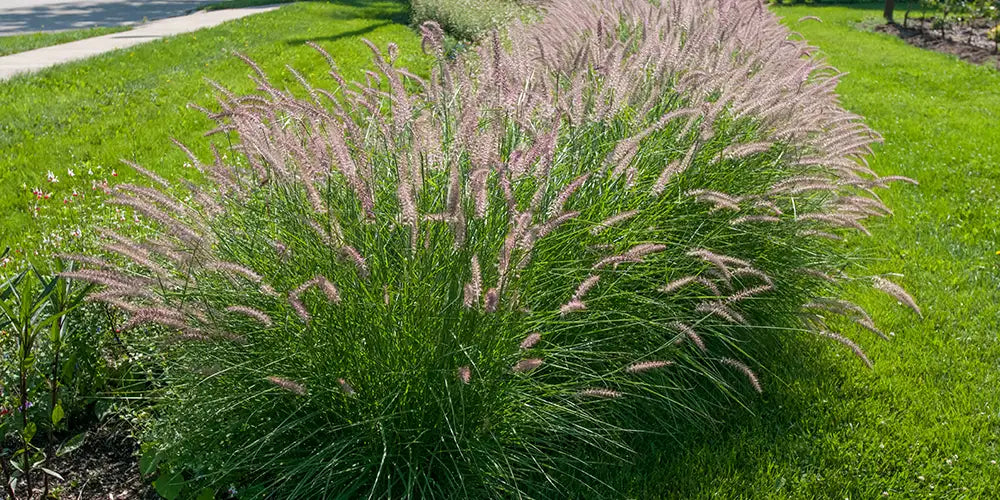 Ornamental Grass Will Keep Your Garden Stylish  Spring Hill Nurseries
