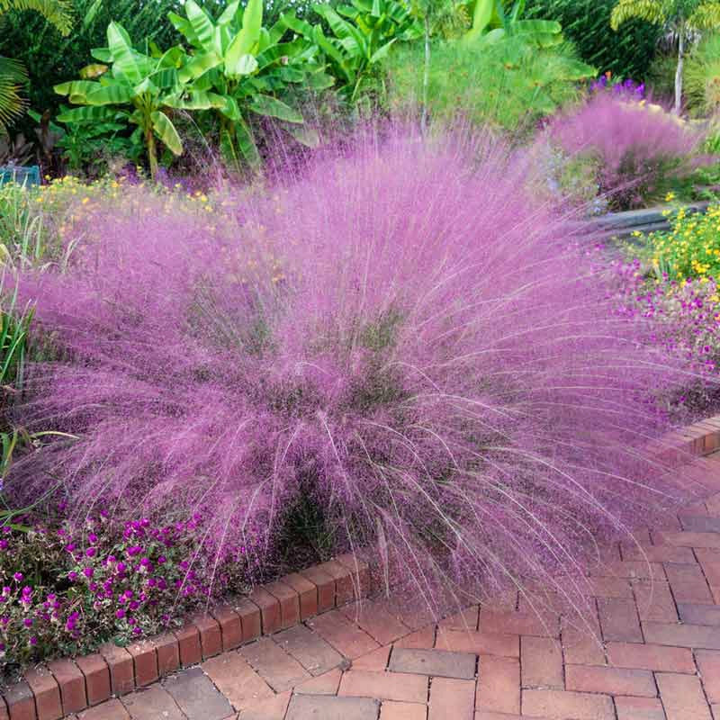 Pink Muhly Grass Muhly Grass for Sale Spring Hill Nursery