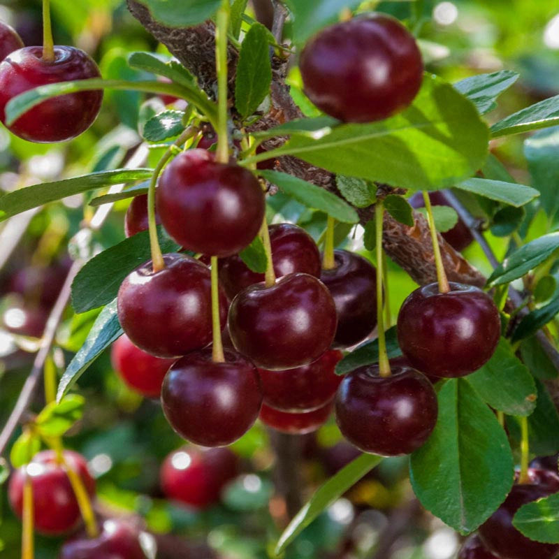 Carmine Jewel Dwarf Cherry | Spring Hill Nurseries