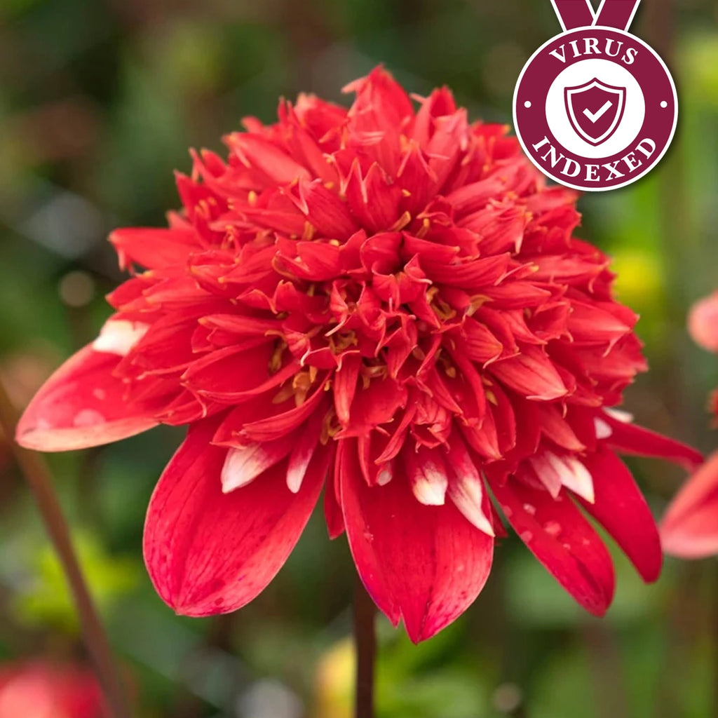 Speech Dahlia