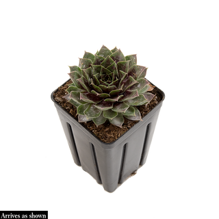 Chick Charms® Giants Gold Mine Hens & Chicks