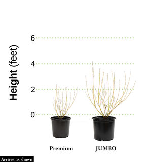 Budd's Yellow Twig Dogwood Hedge