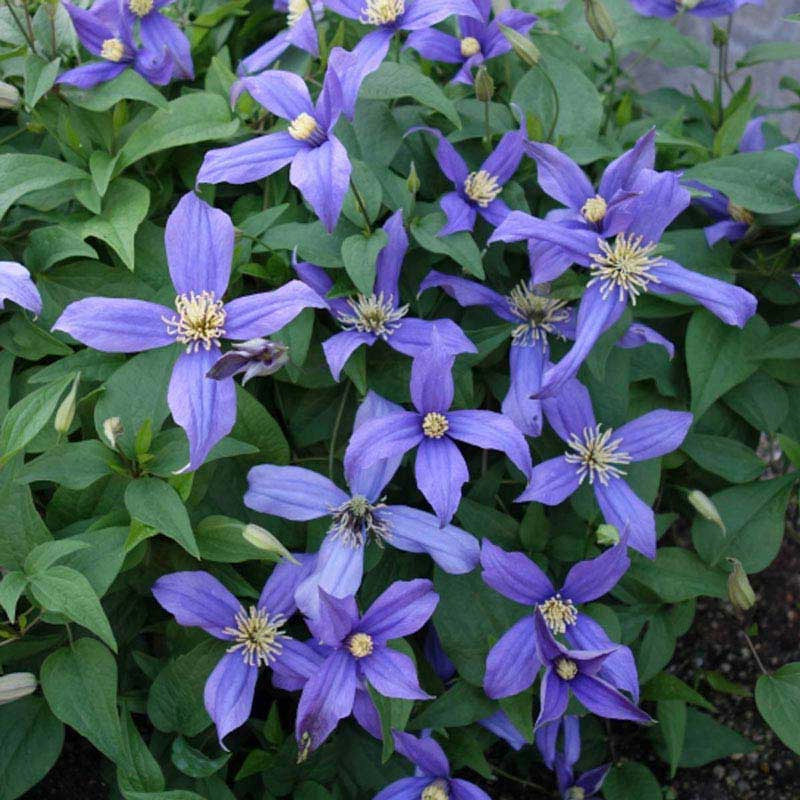 Chloe Clematis, Bushy Clematis