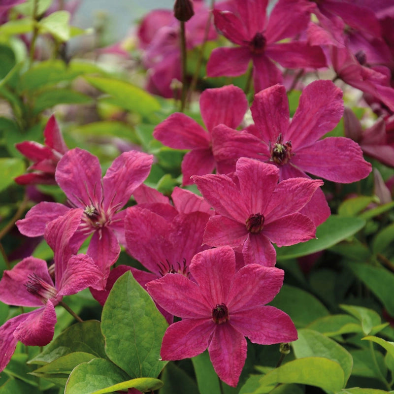 Clematis Expander - Spring Hill Nurseries