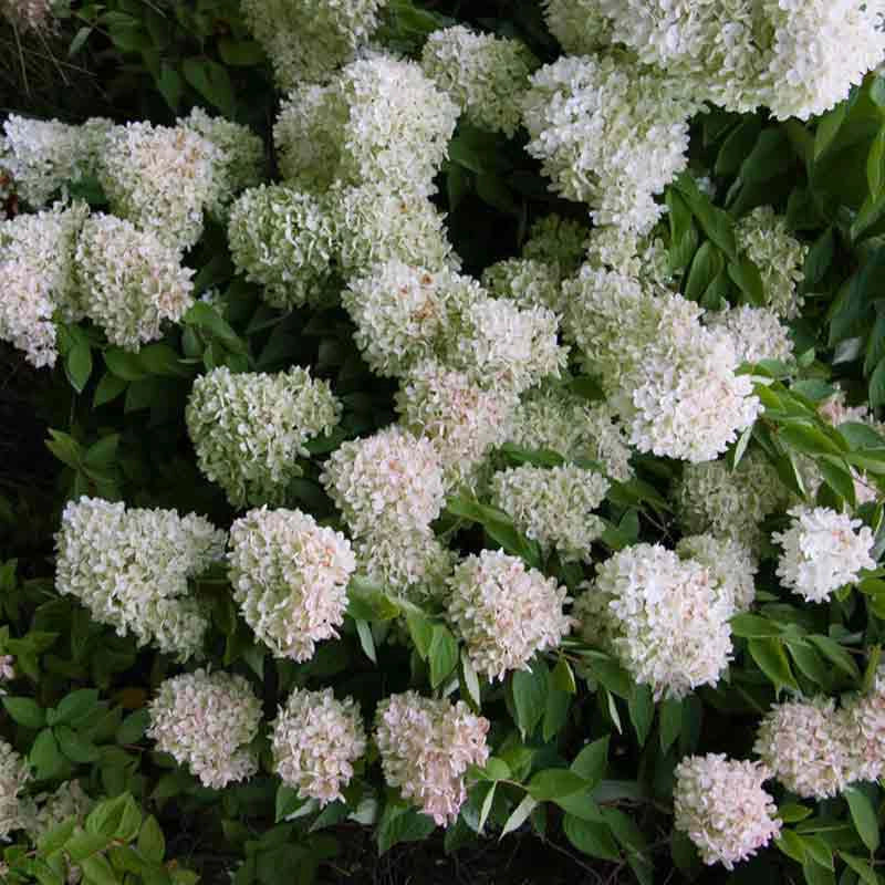 Paniculata Hydrangeas