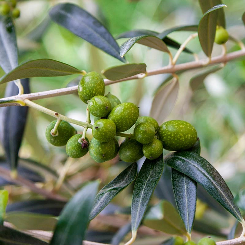 Mediterranean Olive  Gurney's Seed & Nursery Co.