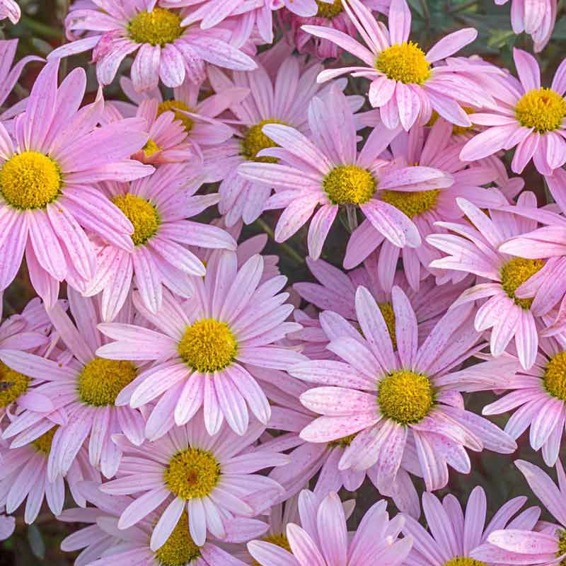 Pink daisy deals