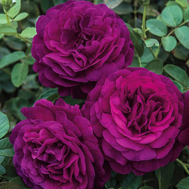 Twilight Zone Grandiflora Rose | Jumbo Roses | Spring Hill