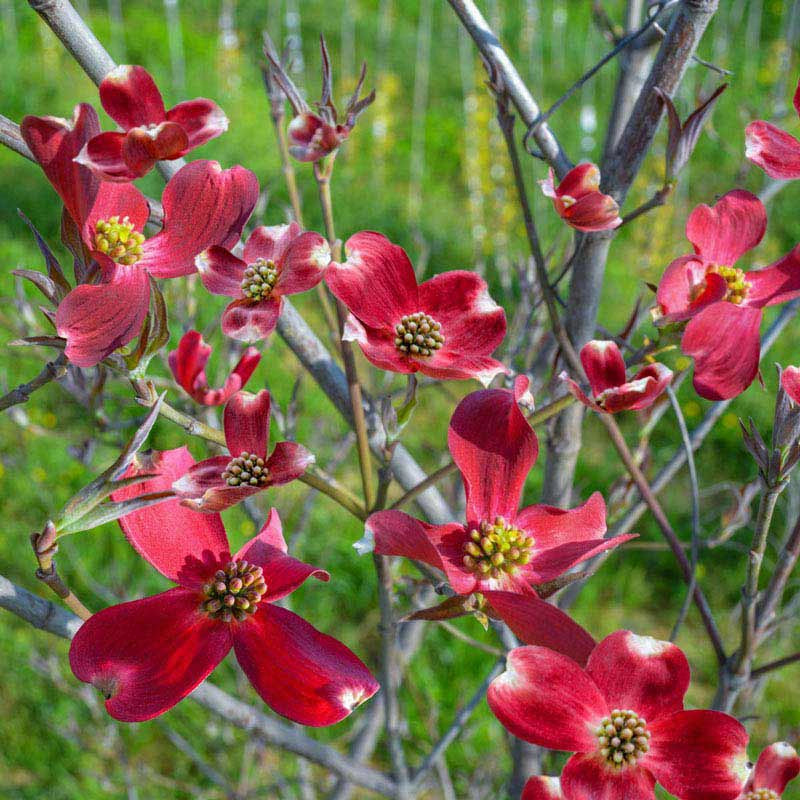 Flowering dogwood on sale