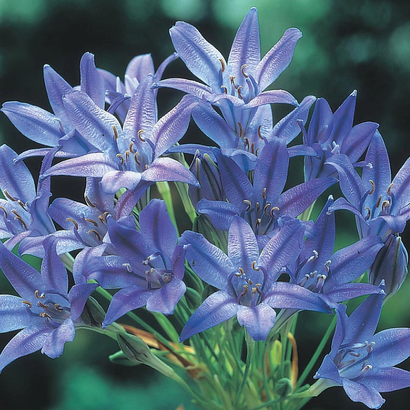 Brodiaea 'Queen Fabiola' Spring Hill Nurseries Spring Hill Nursery
