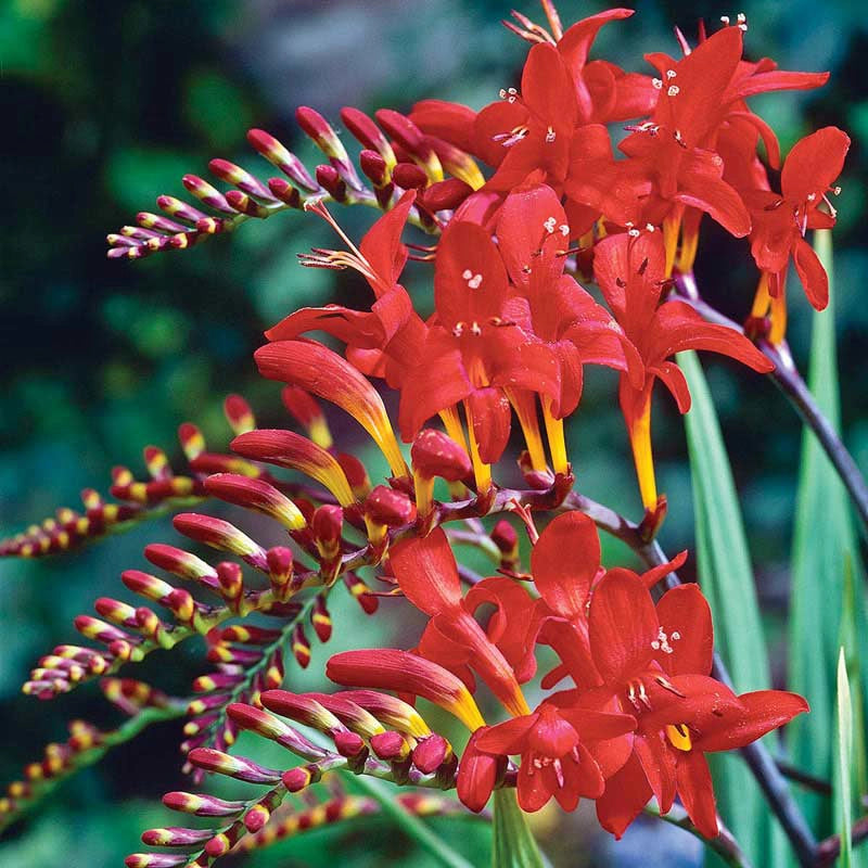 Crocosmia deals