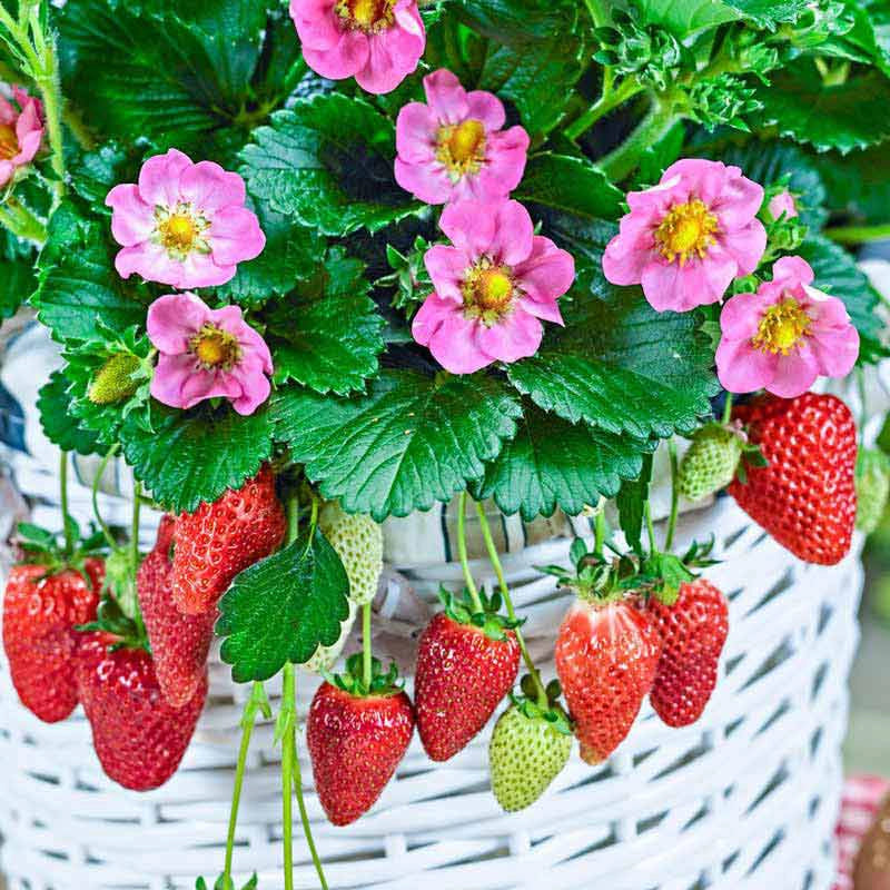 Gasana Everbearing Strawberry  Spring Hill Nurseries – Spring Hill Nursery