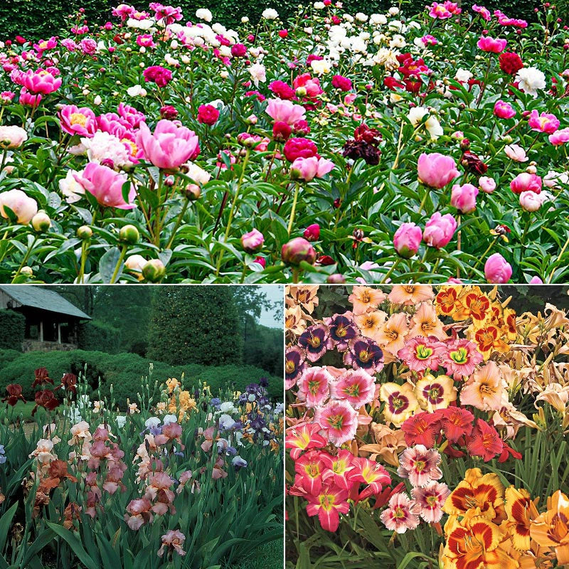 Daylily, Peony and Iris Sunny Border Spring Hill Nurseries Spring