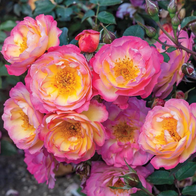 Groundcover Roses