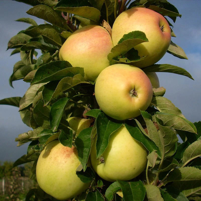 Golden Delicious Apple Tree