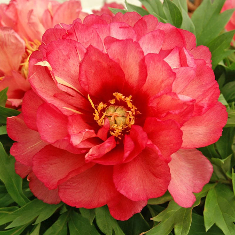 Julia Rose Itoh Peony