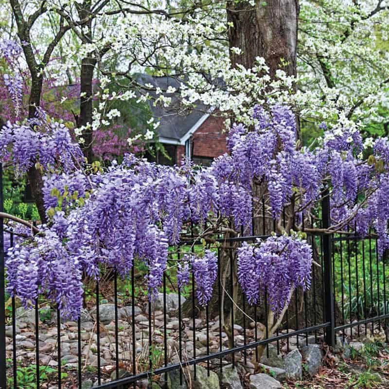 Blue Moon Reblooming Wisteria Plant Spring Hill Nursery