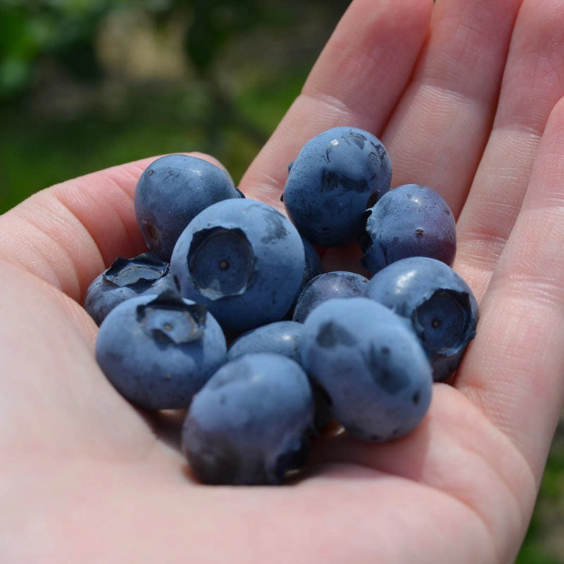 Spartan Highbush Blueberry