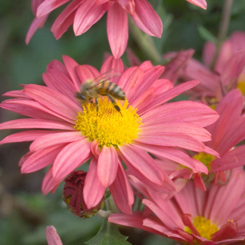 Coral Daisy Mammoth Mum Hardy Mums Spring Hill Nurseries Spring