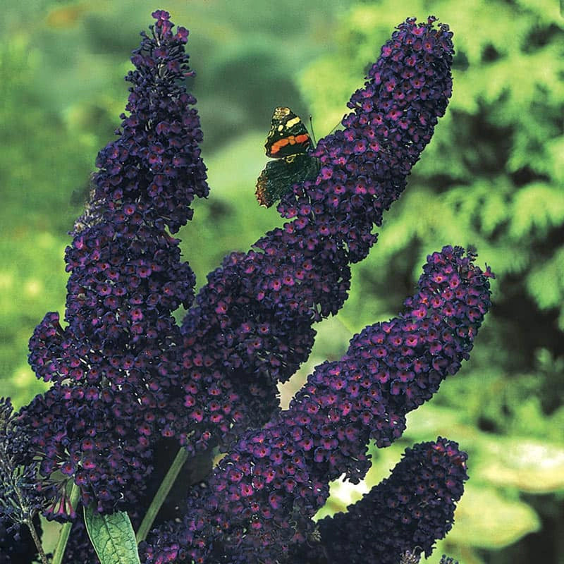 Butterfly Bushes