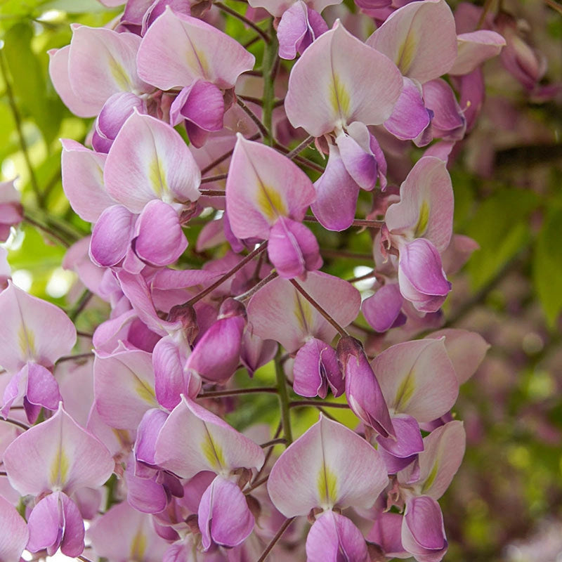 Honbeni Pink Wisteria Plant  Spring Hill – Spring Hill Nursery