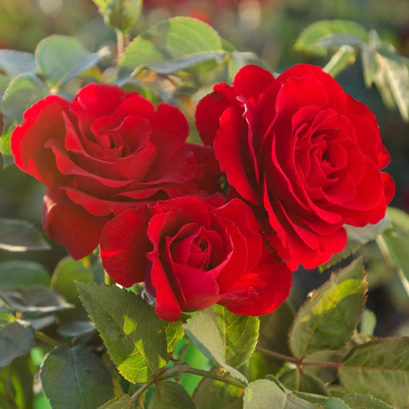 How to Plant and Grow Floribunda Rose