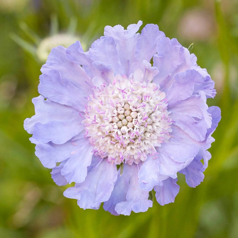 Scabiosa online