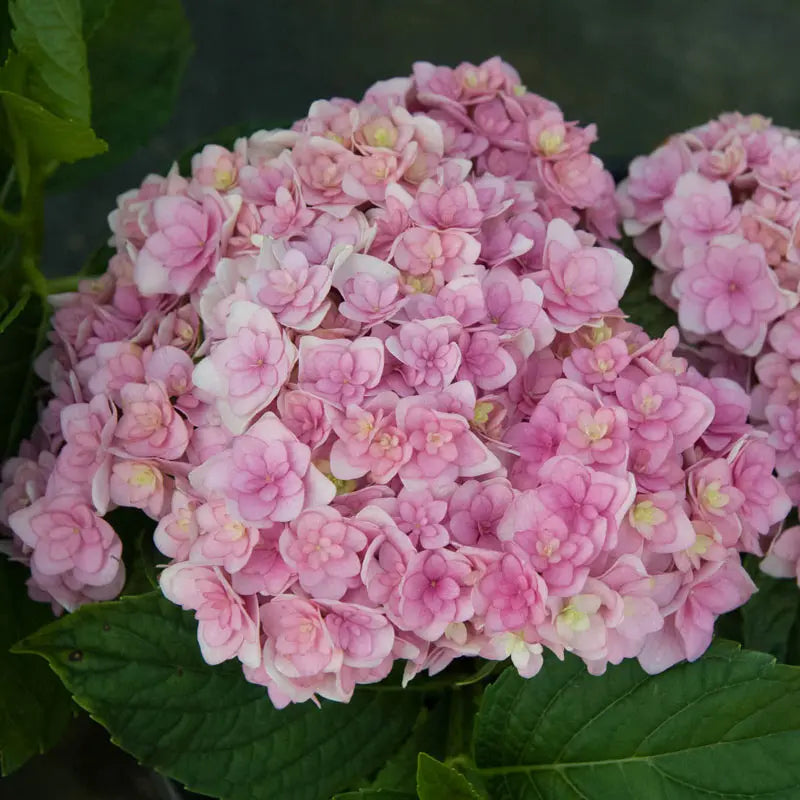 Hydrangea Forever &amp; Ever® Together