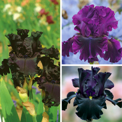 Bouquet Builders After Midnight Iris Collection