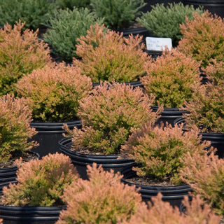 Fire Chief Arborvitae