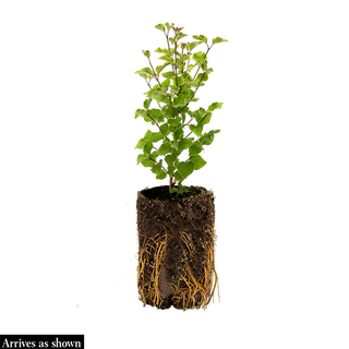 Korean Spice Viburnum