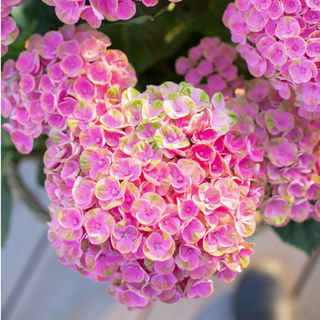 Magical® Amazone Hydrangea