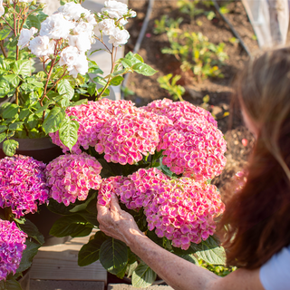 Magical® Amazone Hydrangea