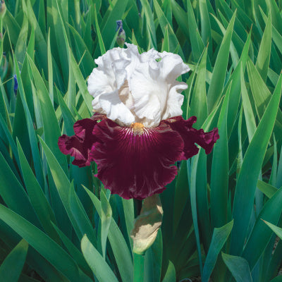 Reblooming Iris Collection