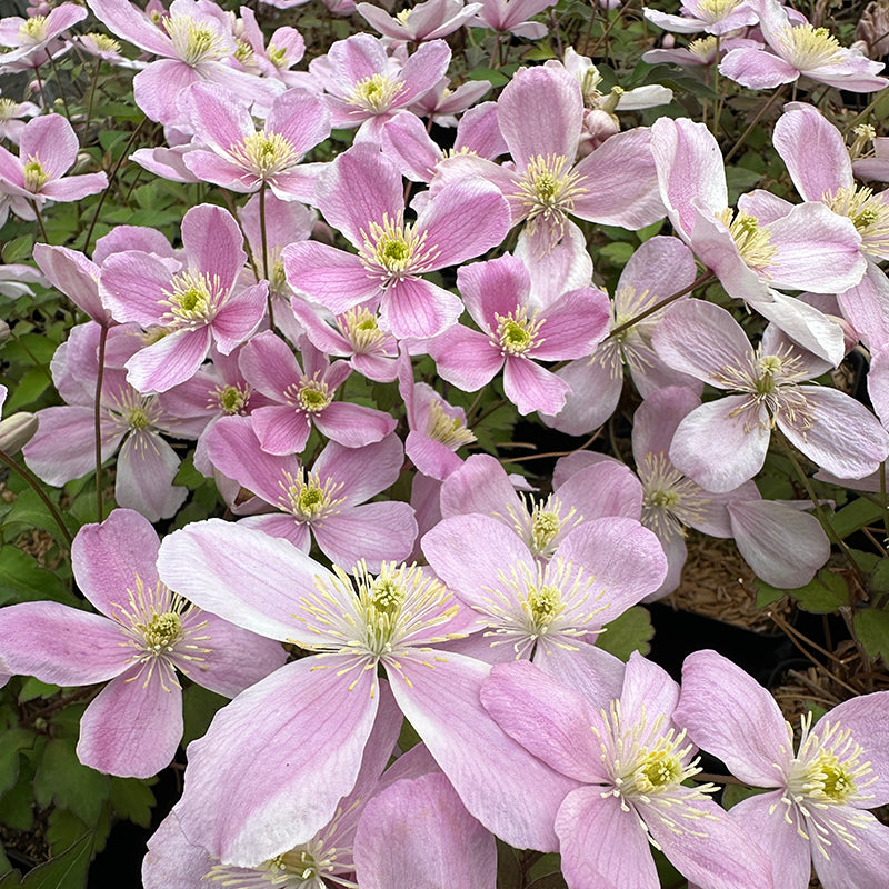Clematis Pink Perfection Montana Shop Clematis Spring Hill Clematis Pink Perfection Montana Shop Clematis Spring Hill