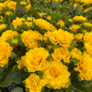 Prima Belarina® Spring Sun Double Primrose