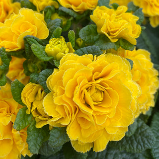 Prima Belarina® Spring Sun Double Primrose