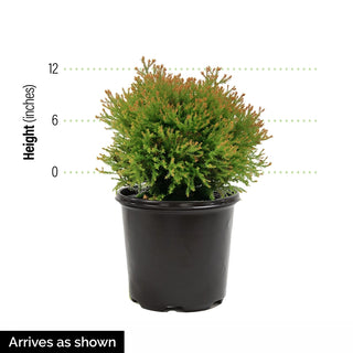 Fire Chief Arborvitae