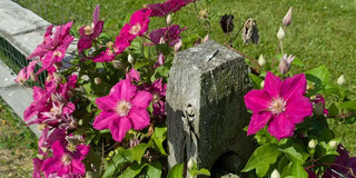 Clematis - End of Season Care Tips: How to Prepare for Winter