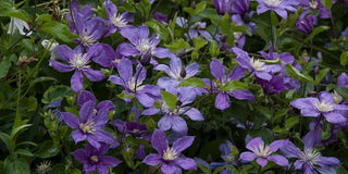 Gardening Guide to Pruning Clematis Vines