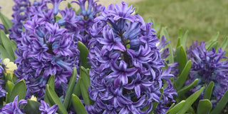 Grape Hyacinth: Singin' the Blues