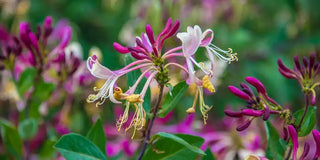 How to Grow and Care for Honeysuckle