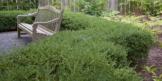 How to Plant a Hedge