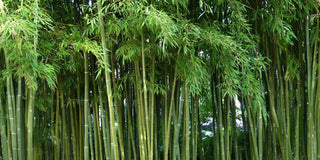 How to Plant Bamboo