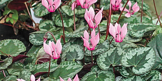 How to Plant Hardy Cyclamen