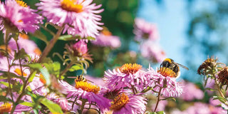 Killing these Insects is Bad for Your Garden!