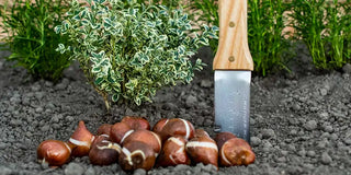 October Garden Checklist