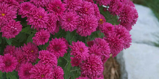 Plant Hardy Mums in Spring, Not Fall
